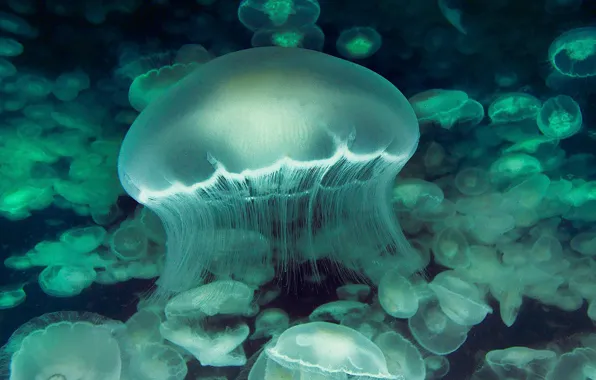 SEA, WATER, MEDUSA, The TENTACLES, The NUMBER, UNDERWATER WORLD