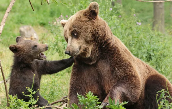 Picture bears, bear, cub, bear