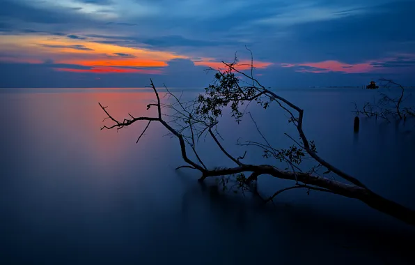 Picture the sky, clouds, sunset, lake, tree