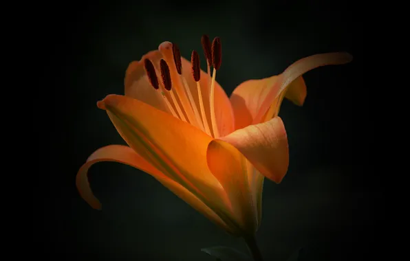 Picture Macro, Lily, Background, Lily, Macro, Orange flower