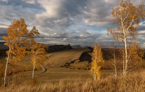 Picture yellow, birch, branch, the wind, trees, dry grass, foliage, field