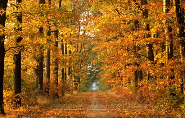 Picture autumn time, nature, road, trees, autumn, forest