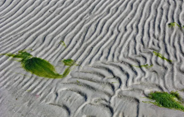 Picture sand, line, algae