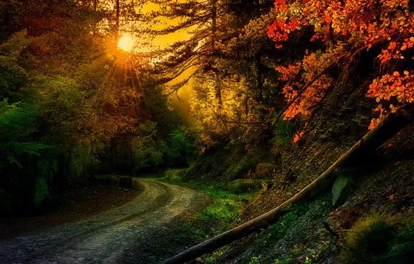 Road, rays, trees, nature, turn