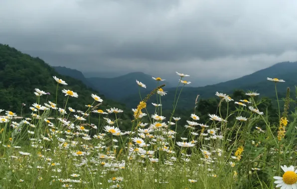 Flowers, mountains, clouds, chamomile