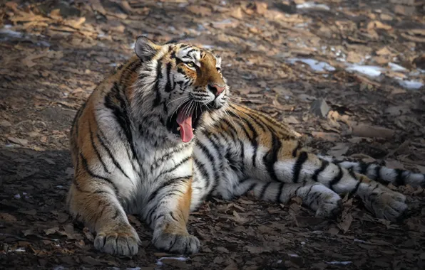 Nature, tiger, beast