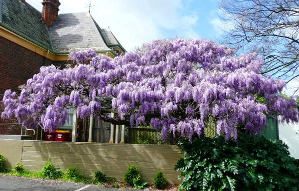 Flowers, house, Violet, Wisteria, Wisteria