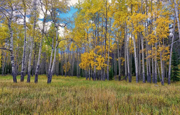 Autumn, forest, the sky, grass, trees