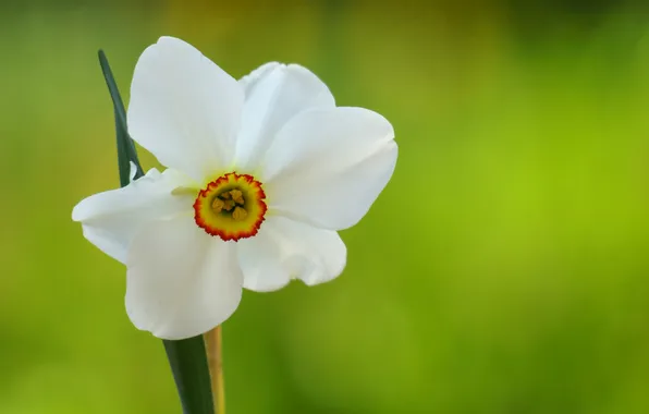 Picture flower, macro, one, focus, petals, Narcissus