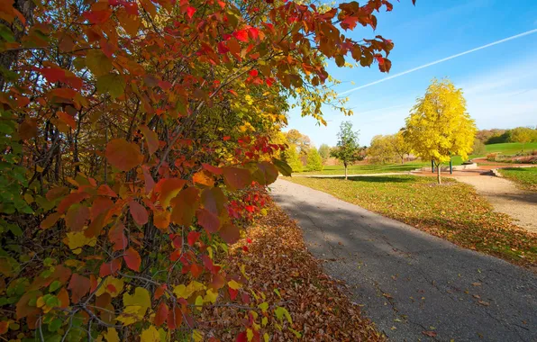 Autumn, leaves, trees, Park, track, the crimson