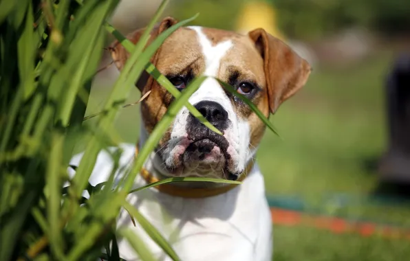 Look, background, dog