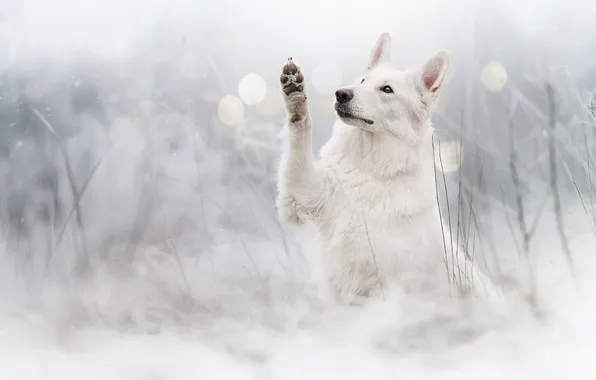 Picture paw, dog, The white Swiss shepherd dog