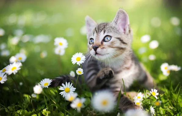 Picture greens, summer, grass, chamomile, kitty, bokeh