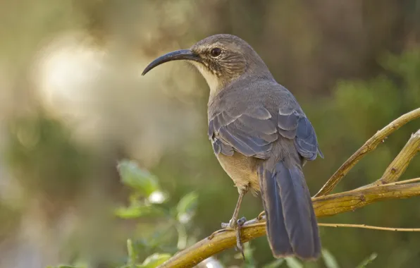 Picture krivohlavy Mockingbird, beak, tail, bird, branches