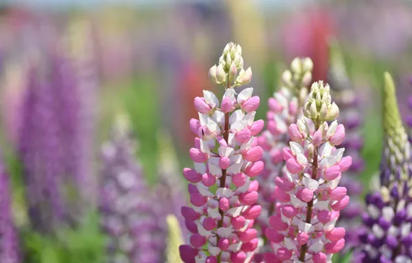 Picture macro, blur, lupins