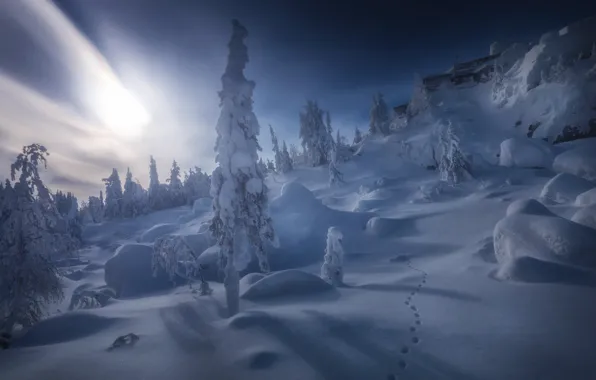 Picture winter, snow, trees, the snow, Russia, Sverdlovsk oblast, Nikolay Shevchenko, Middle Urals
