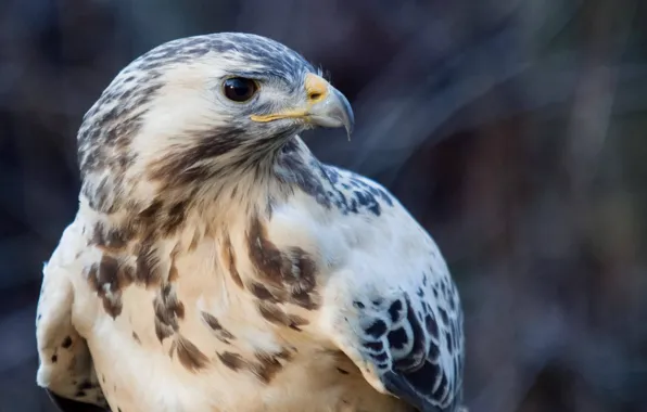Picture bird, predator, beak, Sarich, Common Buzzard