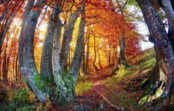 Picture autumn, trees, the colors of autumn