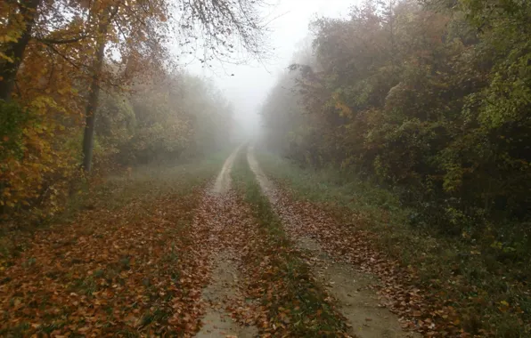 Picture fog, foliage, Autumn, track, nature, autumn, leaves, fog