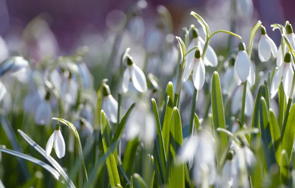 Picture greens, light, flowers, glade, spring, snowdrops, white, bokeh