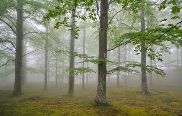 Picture forest, trees, nature, fog, foliage, may