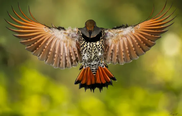 Picture bird, wings, Golden silkly woodpecker