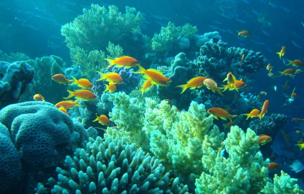 Picture fish, corals, underwater world, underwater, Egypt
