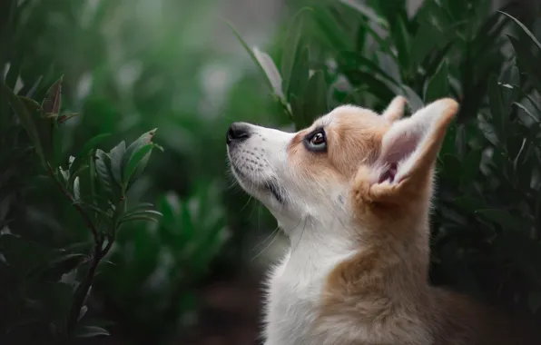 Greens, look, leaves, branches, nature, pose, dog, puppy