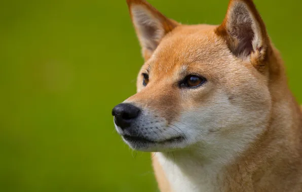 Picture look, each, Dog, muzzle, profile, ginger, Shiba inu