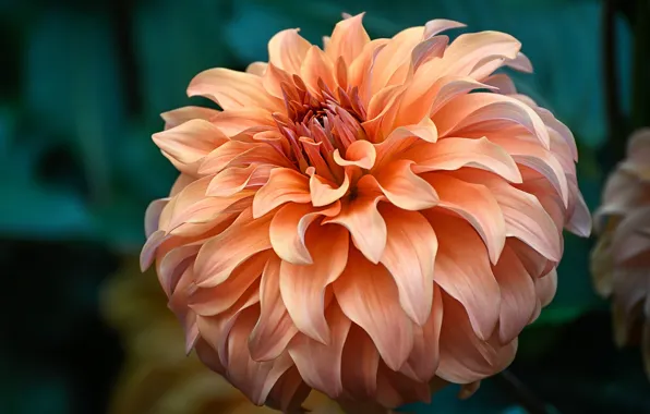Macro, flowers, orange, background, dahlias