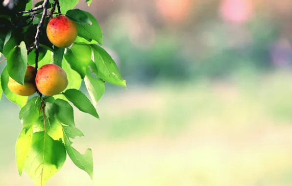 Leaves, branch, fruit, fruit, apricots