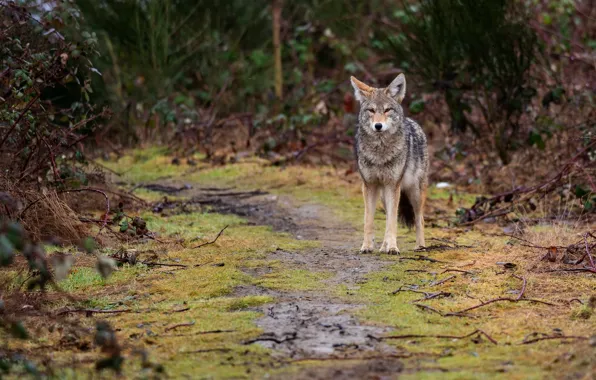 Autumn, forest, look, face, branches, nature, pose, wolf