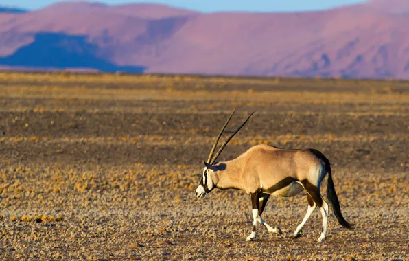 Field, light, mountains, nature, Savannah, horns, walk, antelope