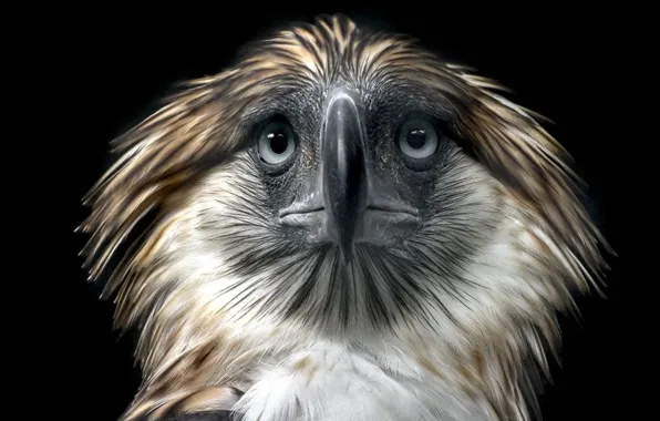 Bird, Philippine eagle, ..Background