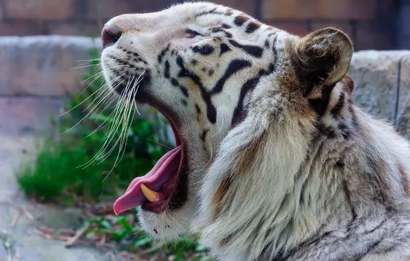 Face, predator, mouth, profile, white tiger, wild cat, yawns