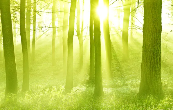 Picture forest, the sun, rays, light, trees, sunset, haze