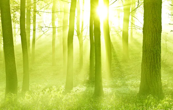 Forest, the sun, rays, light, trees, sunset, haze