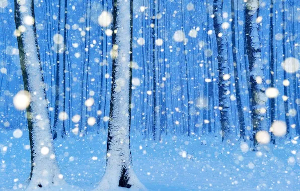 Winter, forest, snow, trees, Park, Germany, Nienhagen