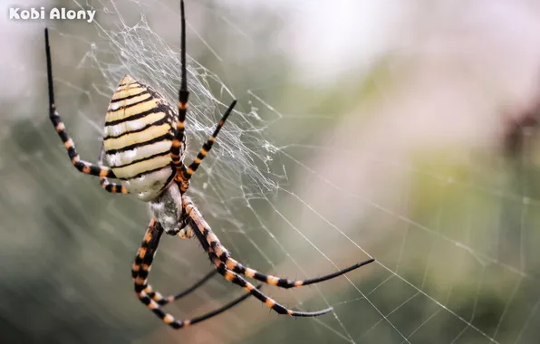Picture macro, web, spider