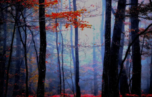 Autumn, forest, Blue atmosphere