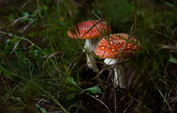 Picture grass, thickets, glade, mushrooms, mushroom, a couple