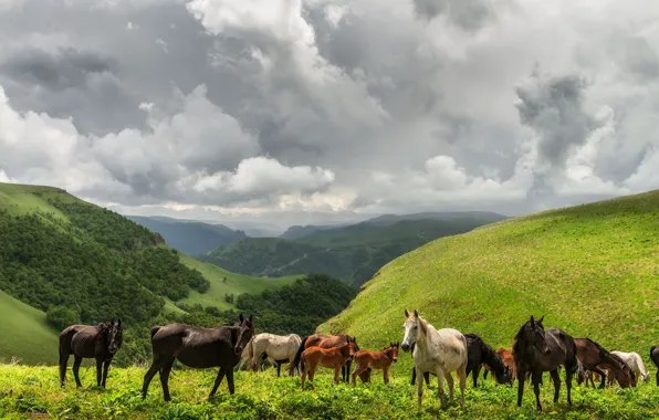 Field, mountains, horses, horse, the herd