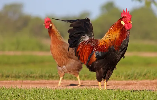 Birds, chicken, a couple, cock