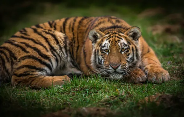 Summer, grass, look, face, nature, tiger, pose, lies