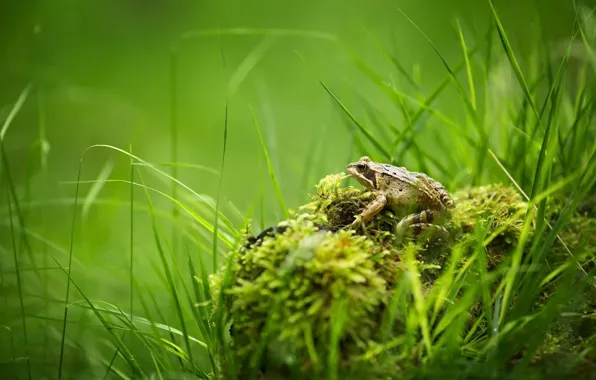 Wallpaper nature, frog, summer