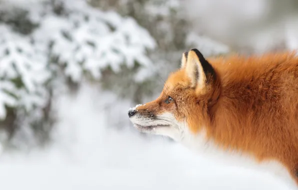 Picture winter, face, Fox, profile, red, bokeh