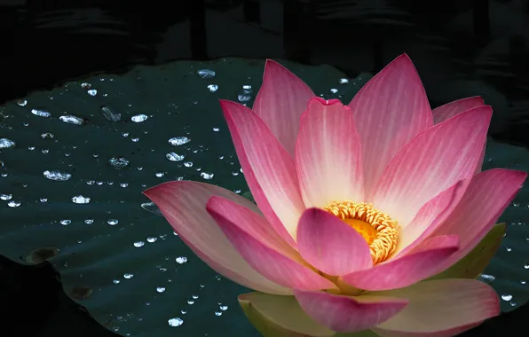 Flower, leaves, drops, macro, lake, pond, pink, petals