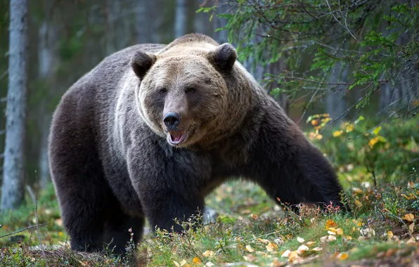 Forest, bear, giant, beast, the Bruins