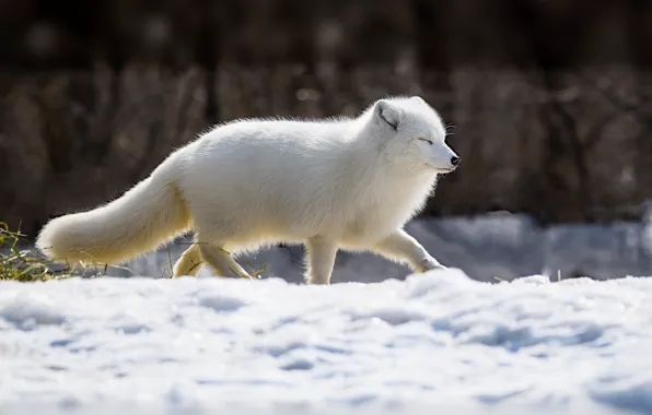 Winter, white, snow, nature, the snow, walk, Fox, closed eyes