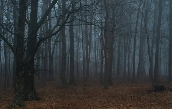 Forest, trees, nature, fog, USA, USA, Fort Wayne, Fort Wayne